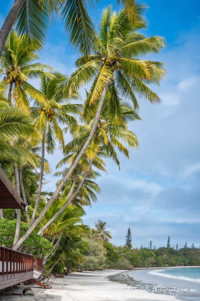 Coconut Palm Trees at Kuto Bay beach in New Caledonia